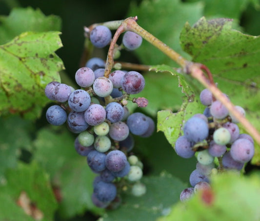 Uva de orilla del río (Vitis riparia) Perenne - Uva nativa - Zona 3 - Más de 30 semillas