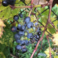Raisin de rive (Vitis riparia) Vivace - Raisin indigène - Zone 3 - 30+ graines