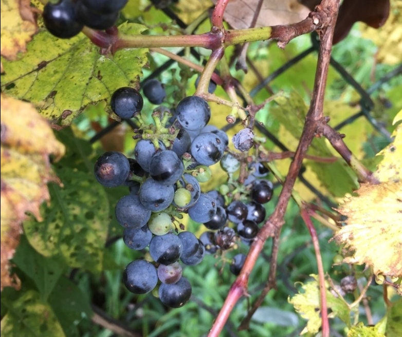 Uva de orilla del río (Vitis riparia) Perenne - Uva nativa - Zona 3 - Más de 30 semillas