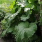 Victoria Red Rhubarb (Rheum rhabarbarum) - Reliquia - Perenne - Más de 30 semillas