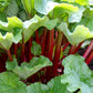 Victoria Red Rhubarb (Rheum rhabarbarum) - Reliquia - Perenne - Más de 30 semillas