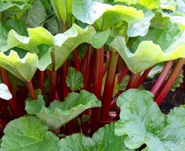 Victoria Red Rhubarb (Rheum rhabarbarum) - Heirloom - Perennial - 30+ Seeds
