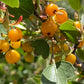Golden Currant (Ribes aureum, Clove Currant) - Native Perennial - Berry Bush - Zone 3 - 100+ Seeds