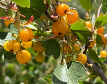 Golden Currant Seeds