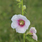 Malvarrosa (Alcea rosea) - Bienal - Flor - Más de 75 semillas