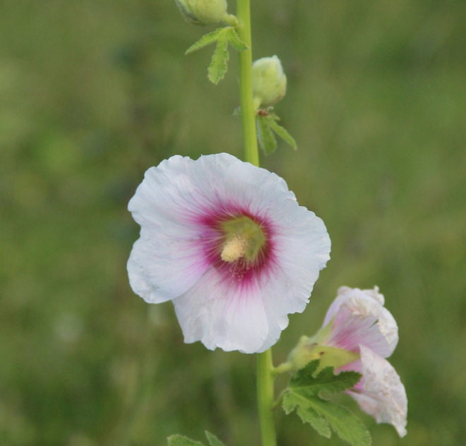 Malvarrosa (Alcea rosea) - Bienal - Flor - Más de 75 semillas