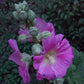 Malvarrosa (Alcea rosea) - Bienal - Flor - Más de 75 semillas