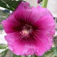 Malvarrosa (Alcea rosea) - Bienal - Flor - Más de 75 semillas