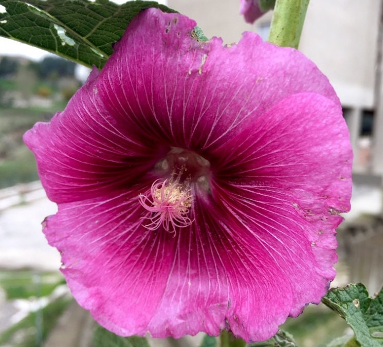 Malvarrosa (Alcea rosea) - Bienal - Flor - Más de 75 semillas