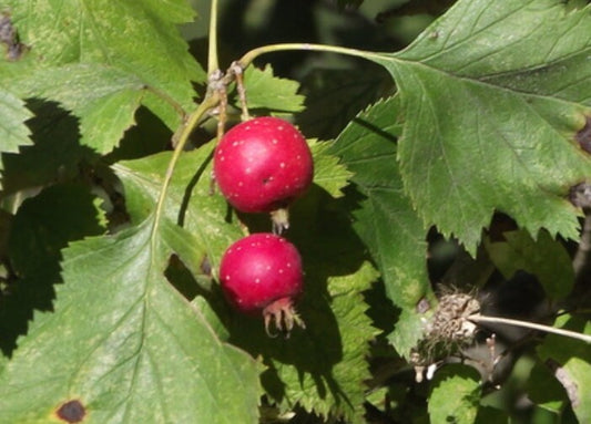 Espino velloso (Crataegus mollis) - Árbol frutal nativo - Más de 50 semillas