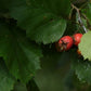 Espino velloso (Crataegus mollis) - Árbol frutal nativo - Más de 50 semillas