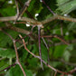Espino velloso (Crataegus mollis) - Árbol frutal nativo - Más de 50 semillas