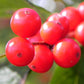 Winterberry (Ilex verticillata) - Perennial - Ornamental Shrub - 50+ Seeds