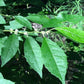 Winterberry (Ilex verticillata) - Perennial - Ornamental Shrub - 50+ Seeds