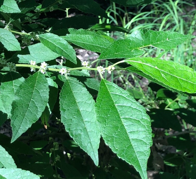 Winterberry (Ilex verticillata) - Perenne - Arbusto ornamental - Más de 150 semillas