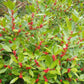 Winterberry (Ilex verticillata) - Perennial - Ornamental Shrub - 50+ Seeds