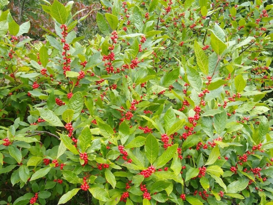 Winterberry (Ilex verticillata) - Perennial - Ornamental Shrub - 150+ Seeds