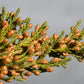 Eastern Red Cedar (Juniperus virginiana, Aromatic Cedar) - Tree Seeds - 100+ Seeds
