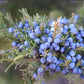 Eastern Red Cedar (Juniperus virginiana, Aromatic Cedar) - Tree Seeds - 100+ Seeds