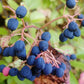 Raisin sauvage (Viburnum cassinoides, Witherod Viburnum) - Indigène - Arbuste ornemental - 50+ graines