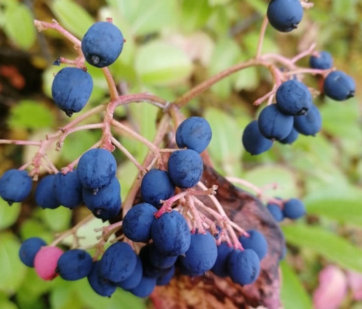 Wild Raisin (Viburnum cassinoides, Witherod Viburnum) - Native - Ornam ...