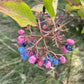 Raisin sauvage (Viburnum cassinoides, Witherod Viburnum) - Indigène - Arbuste ornemental - 50+ graines
