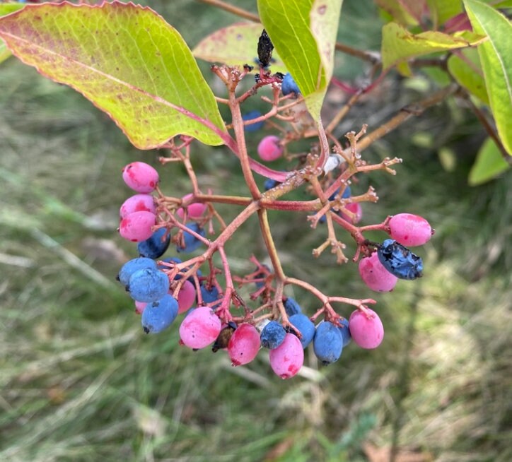 Wild Raisin (Viburnum cassinoides, Witherod Viburnum) - Native - Ornam ...