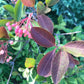 Raisin sauvage (Viburnum cassinoides, Witherod Viburnum) - Indigène - Arbuste ornemental - 50+ graines