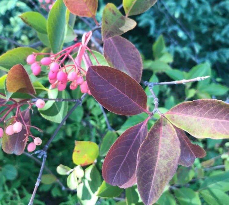 Wild Raisin (Viburnum cassinoides, Witherod Viburnum) - Native - Ornam ...
