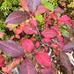 Raisin sauvage (Viburnum cassinoides, Witherod Viburnum) - Indigène - Arbuste ornemental - 50+ graines