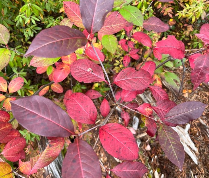Wild Raisin (Viburnum cassinoides, Witherod Viburnum) - Native - Ornam ...