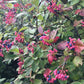 Raisin sauvage (Viburnum cassinoides, Witherod Viburnum) - Indigène - Arbuste ornemental - 50+ graines