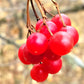 Highbush Cranberry (Viburnum trilobum, American Cranberry) - Zone 3 - 40+ Seeds