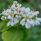 Graines de sarrasin (Fagopyrum esculentum, sarrasin commun) – Annuelle – 10 g – 350+ graines