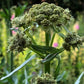 Lovage Seeds (Levisticum officinale) - Perennial Herb - Zone 3 - 100+ Seeds
