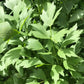 Lovage Seeds (Levisticum officinale) - Perennial Herb - Zone 3 - 100+ Seeds