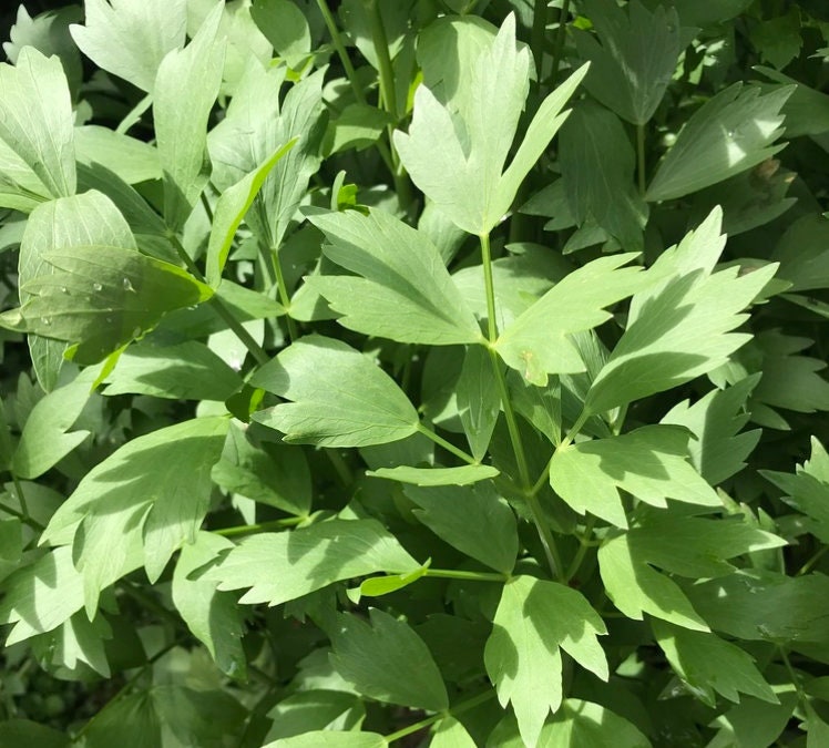 Lovage Seeds (Levisticum officinale) - Perennial Herb - Zone 3 - 100+ Seeds