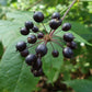 Graines de ginseng sibérien (Eleutherococcus senticosus) - Vivace - Zone 3 - 15+ graines