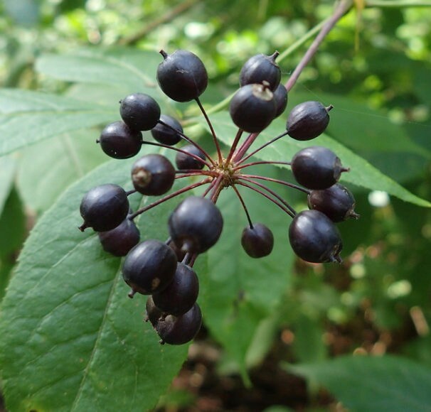 Siberian Ginseng Seeds (Eleutherococcus senticosus) - Perennial - Zone 3 - 15+ Seeds