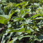 Graines de ginseng sibérien (Eleutherococcus senticosus) - Vivace - Zone 3 - 15+ graines