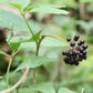 Graines de ginseng sibérien (Eleutherococcus senticosus) - Vivace - Zone 3 - 15+ graines