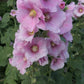 Malvarrosa (Alcea rosea) - Bienal - Flor - Más de 75 semillas