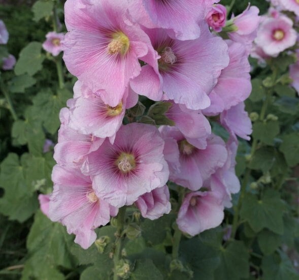 Hollyhock (Alcea rosea) - Biennial - Flower - 30+ Seeds