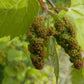 Raisin de rive (Vitis riparia) Vivace - Raisin indigène - Zone 3 - 30+ graines