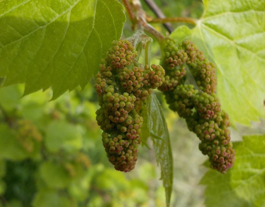 Uva de orilla del río (Vitis riparia) Perenne - Uva nativa - Zona 3 - Más de 30 semillas