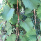 Raisin de rive (Vitis riparia) Vivace - Raisin indigène - Zone 3 - 30+ graines