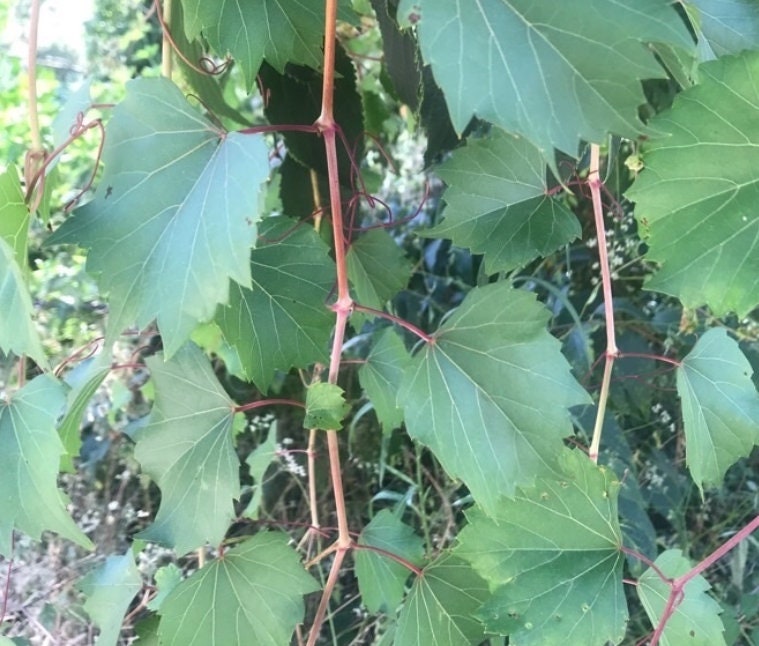 Riverbank Grape (Vitis riparia) Perennial - Native Grape - Zone 3 - 30+ Seeds