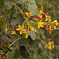 Golden Currant (Ribes aureum, Clove Currant) - Native Perennial - Berry Bush - Zone 3 - 100+ Seeds