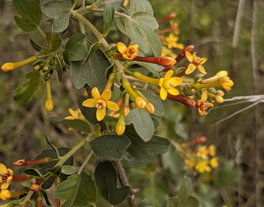 Grosella dorada (Ribes aureum, grosella de clavo) - Perenne nativa - Arbusto de bayas - Zona 3 - Más de 100 semillas