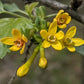 Golden Currant (Ribes aureum, Clove Currant) - Native Perennial - Berry Bush - Zone 3 - 100+ Seeds